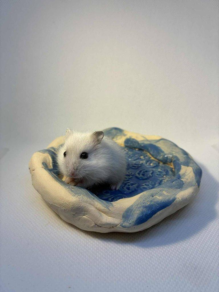 Křečík džungarský – mláďata s PP | CHS Roklinka