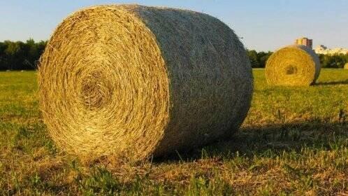 PRODÁM SENO KULATÉ BALÍKY