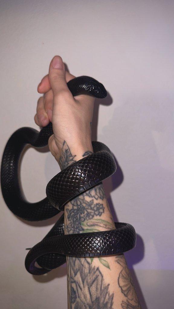 1.1 Lampropeltis getula nigrita A nějaký terária