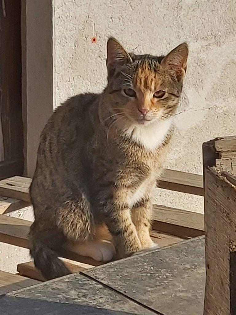 Krásné květnové koťátko hledá nový domov 🐾