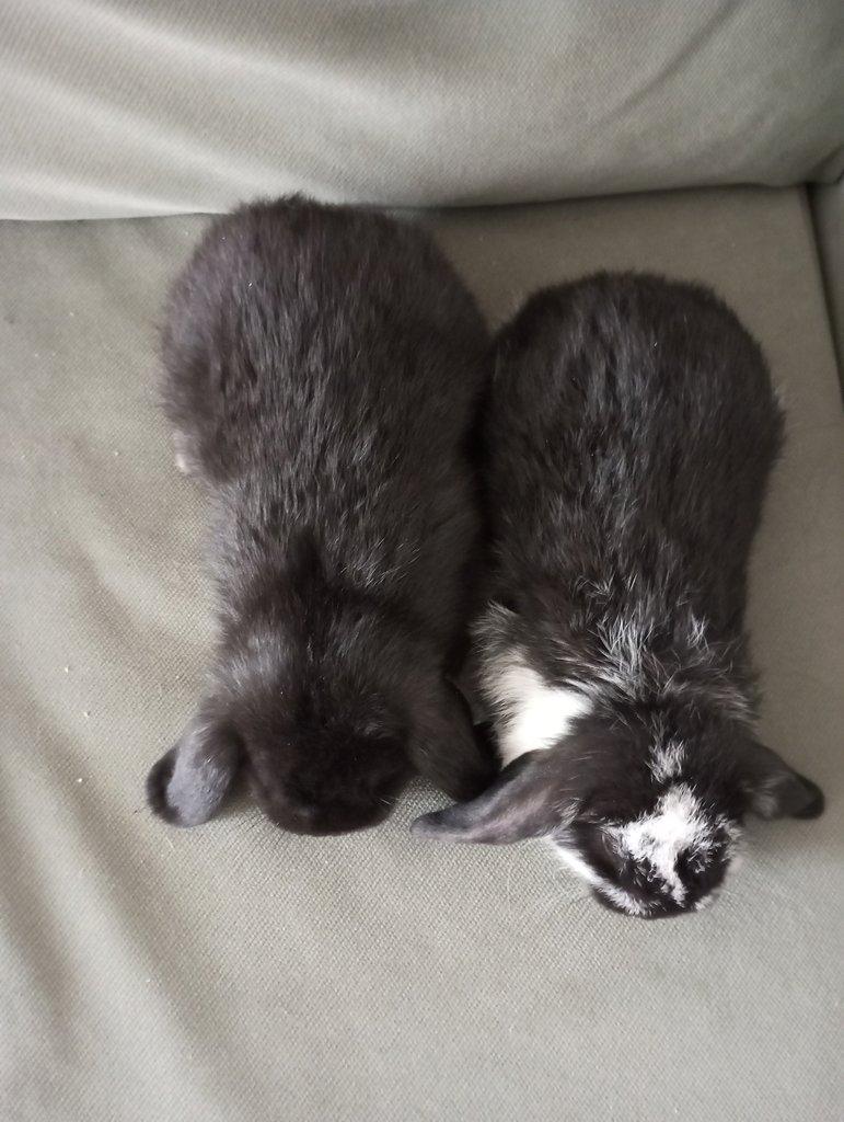 Zakrslý beránek králíček