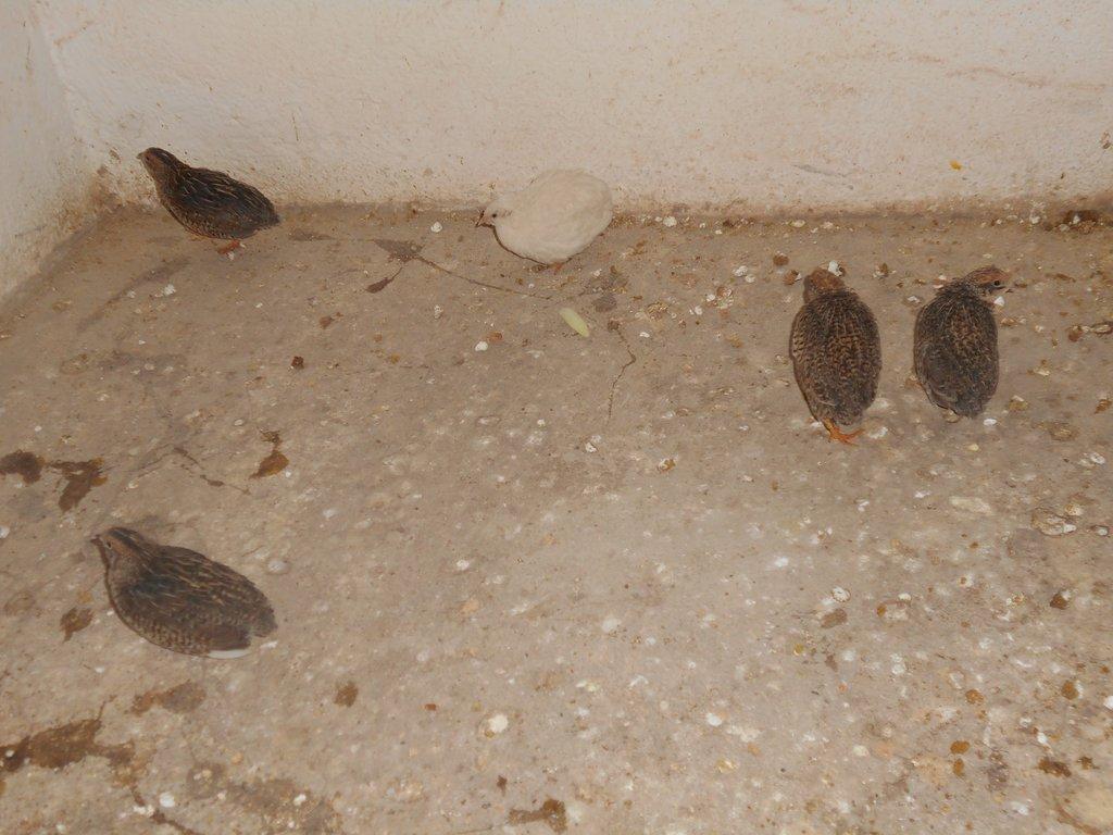 prodam lonsky odchov