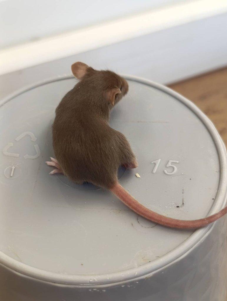 Barevné Fancy myšky