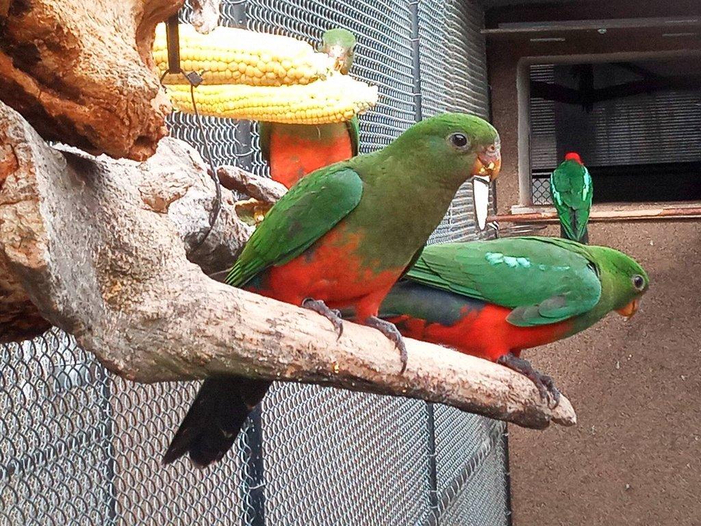 Papoušek královský