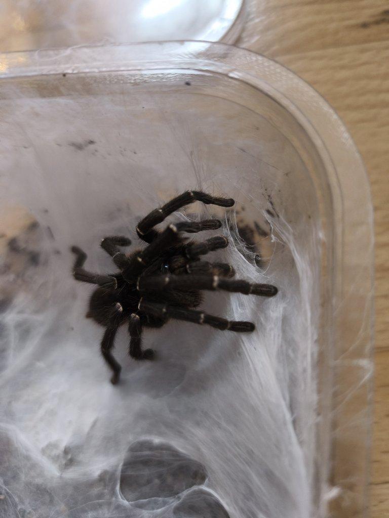 Pterinochilus chordatus sameček