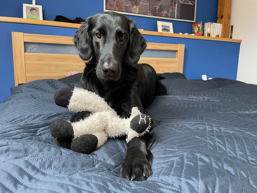 Štěňátka Flat Coated Retriever s PP