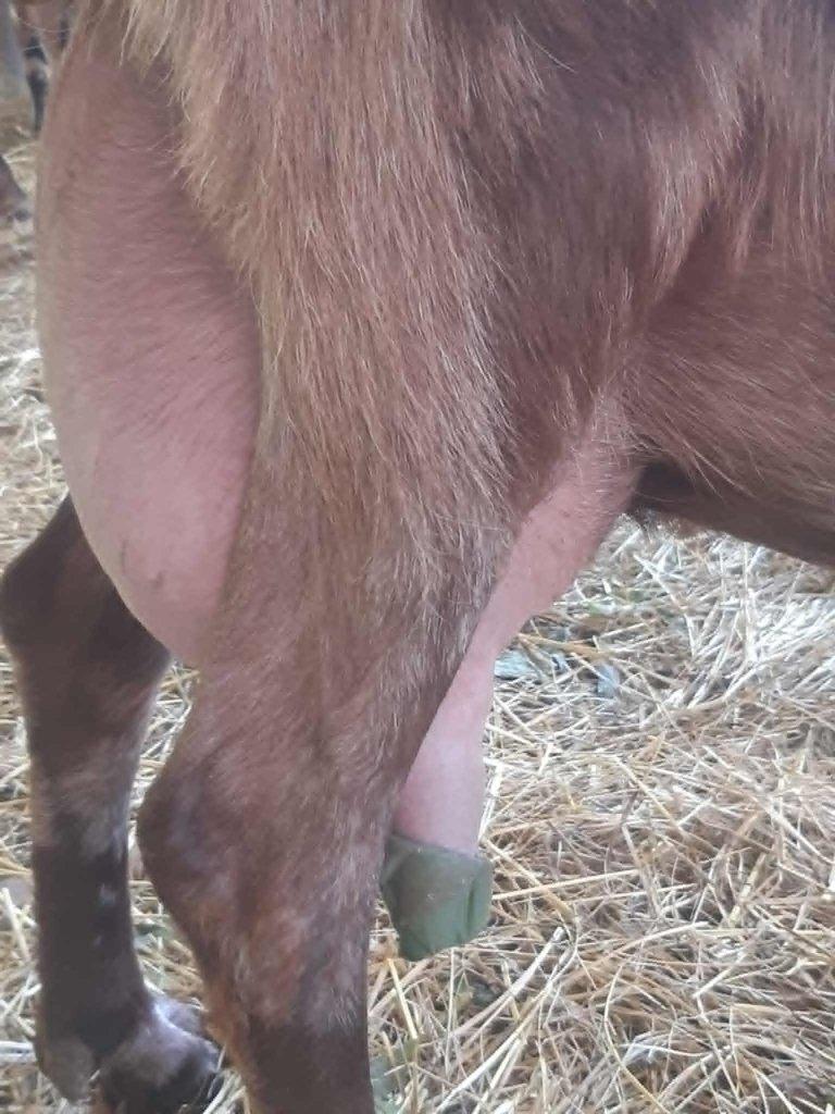 Anglonubijská koza podílová s POP