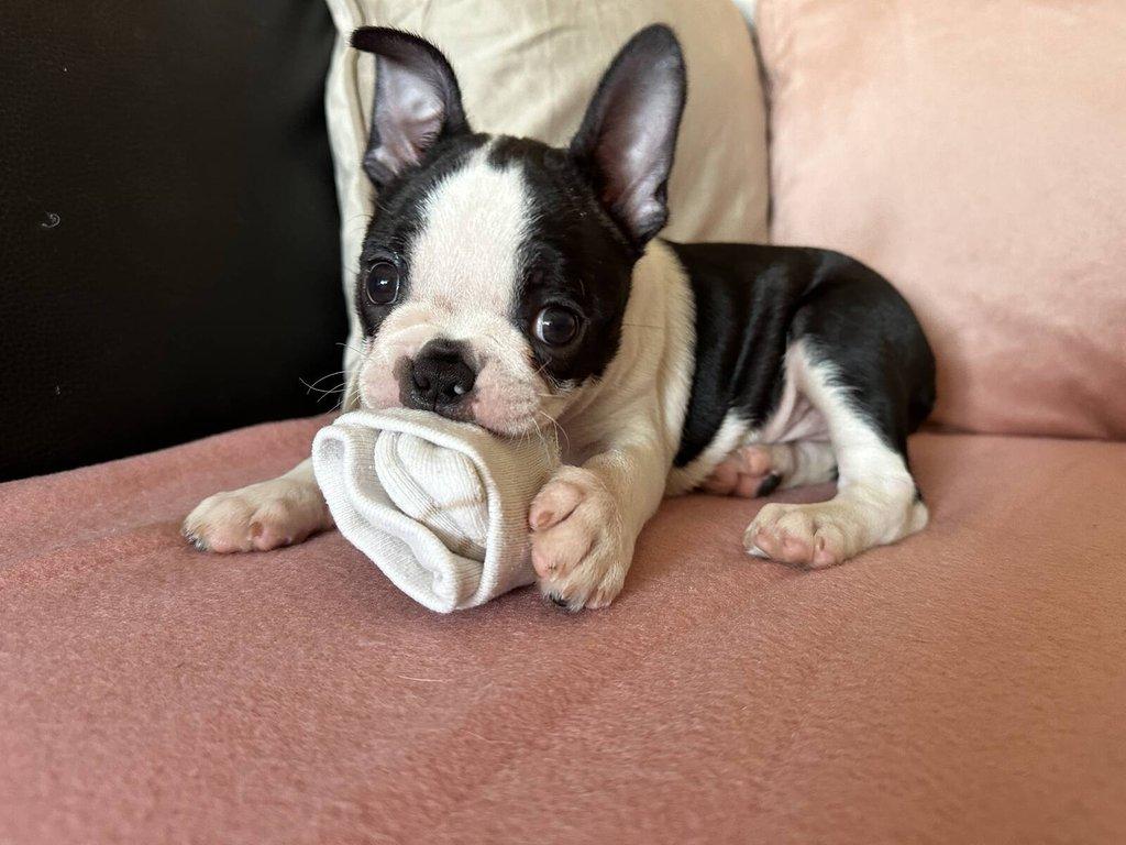 Bostonský teriér s PP FCI