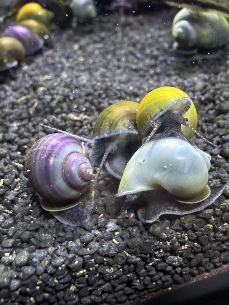 Ampulárie (měchýřovka)