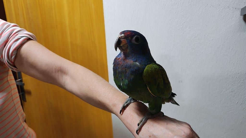 Amazonek modrohlavý