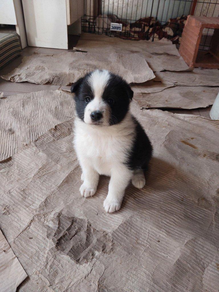 Ruskoevropská lajka