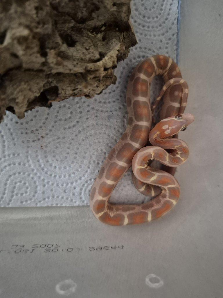 HYPO ULTRAMEL SCALELESS