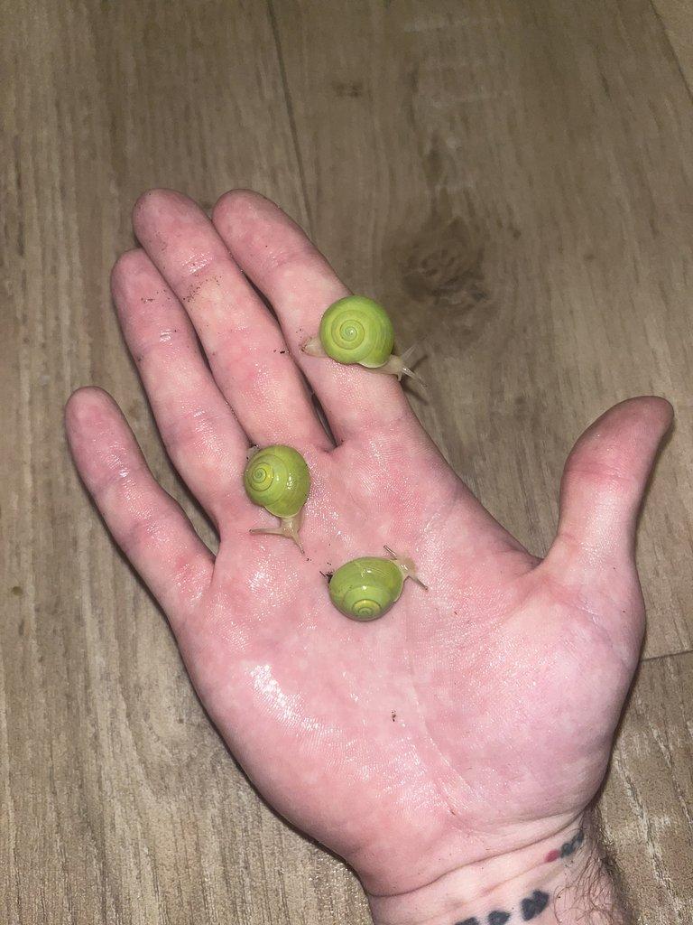 Africký šnek - mláďata