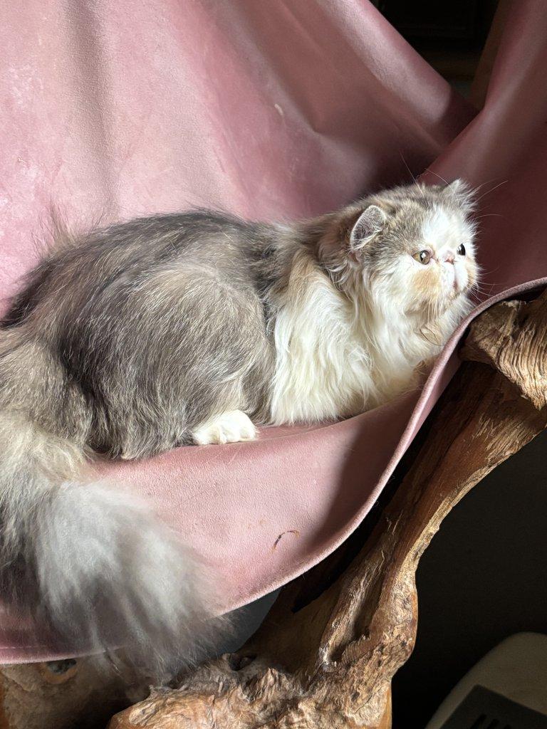 Chovatelská stanice RELLA.cz