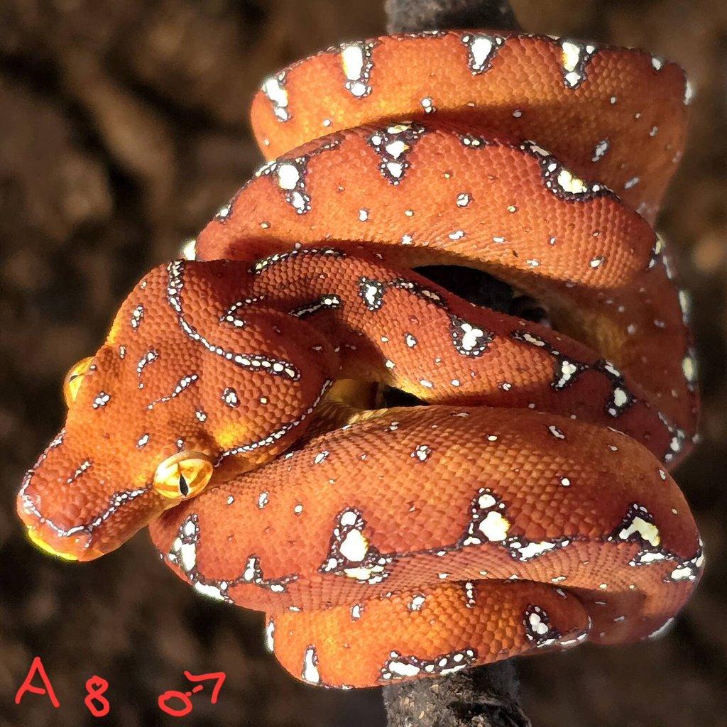 Morelia azurea pulcher (viridis)