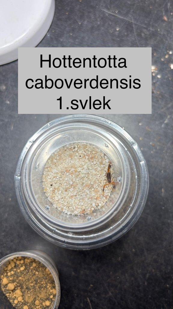 Štíři - aktuální nabídka 13.11