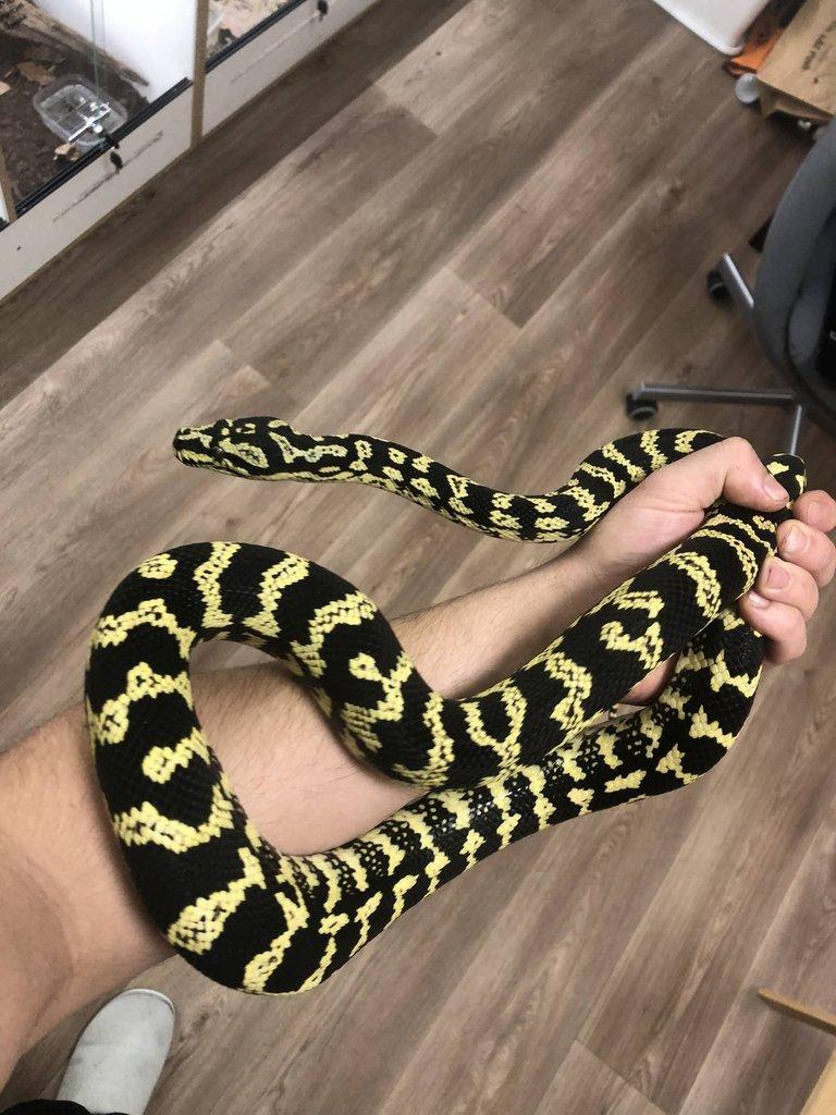 Morelia spilota cheynei (krajta kobercová pralesní)