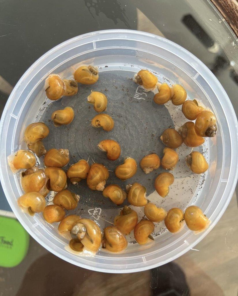 Ampulária žlutá - Ampullaria australis