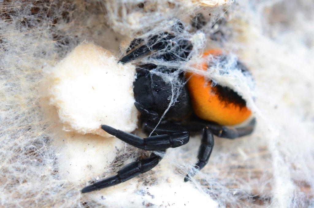 Stepníci Eresus walckenaeri