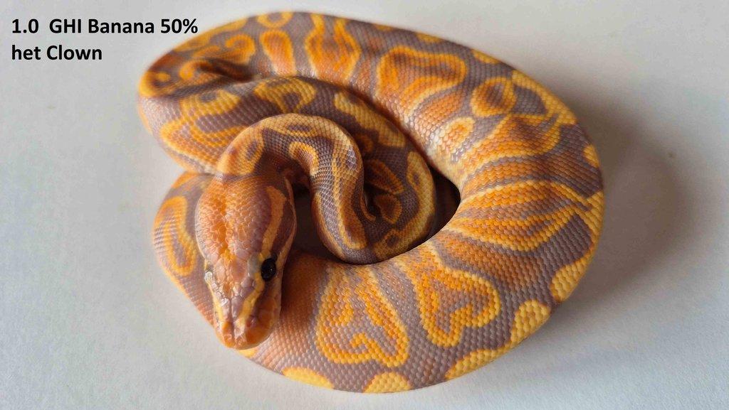 Krajta královská - prodám vlastní odchov 2023 - 2025