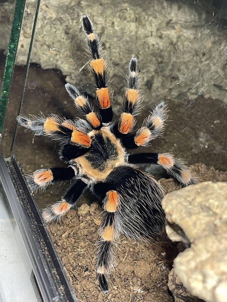 Brachypelma ANNITHA a BOEHMEI