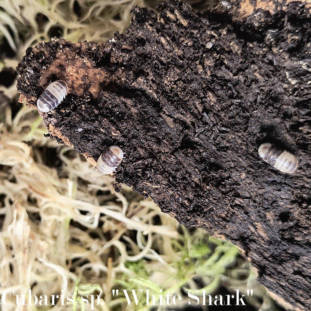 ISOPODY·STÍNKY - Aquatera Olomouc 23.11. / Akce 2+1