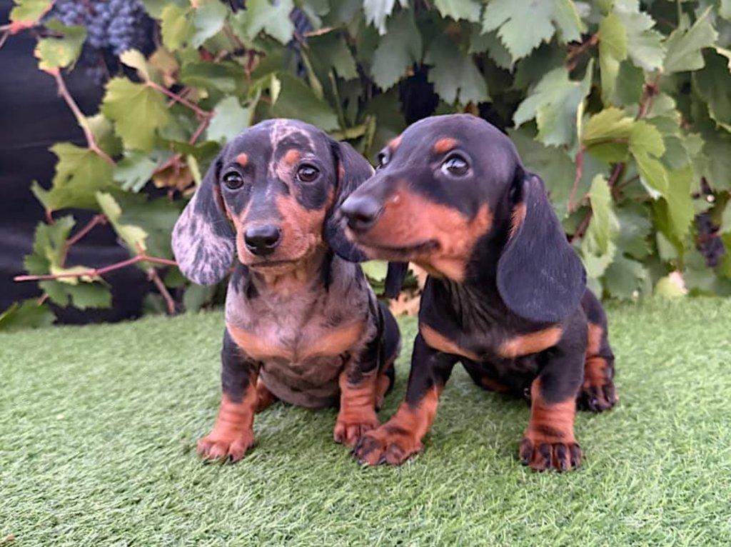 Jezevčík hladkosrstý trpasličí bez PP