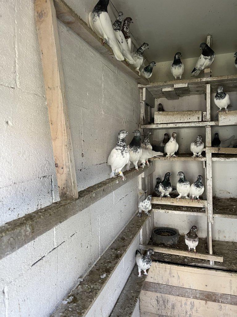 BUDAPEŠŤSKÝ VYSOKOLETEC