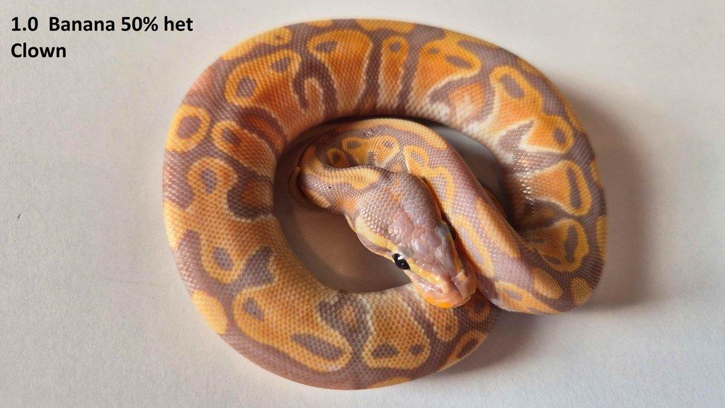 Krajta královská - prodám vlastní odchov 2023 - 2025