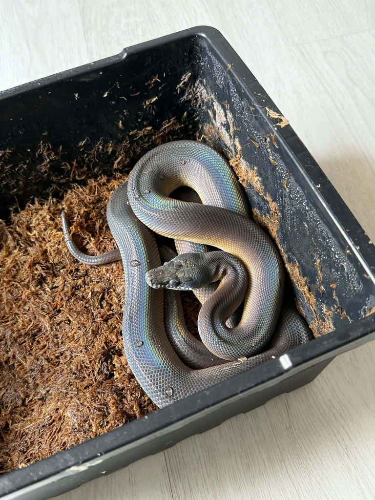 Prodám samce Eunectes murinus a Leiopython albertisii