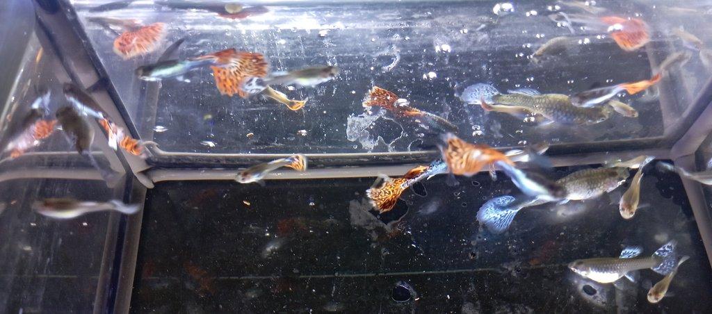 Poecilia reticulata - Red Mosaic Dumbo Ear