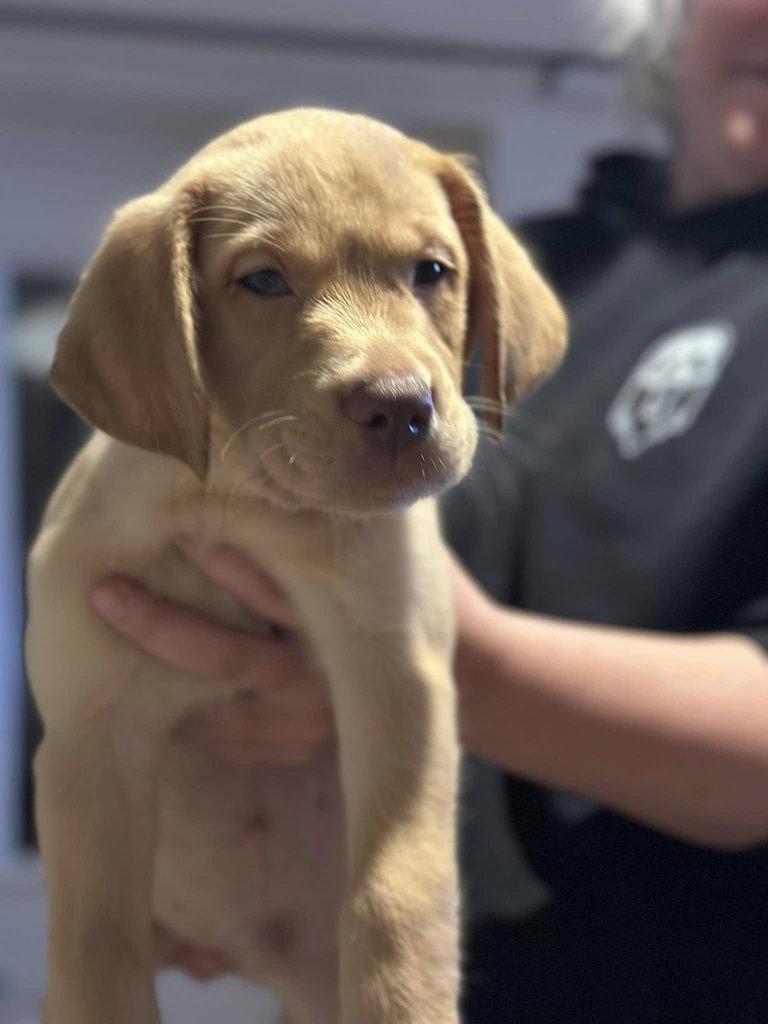 Roztomilý labradorský retrívr