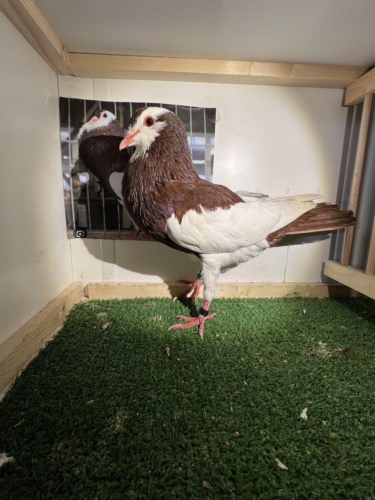 Český stavák červený Sedlatý- Holoubata