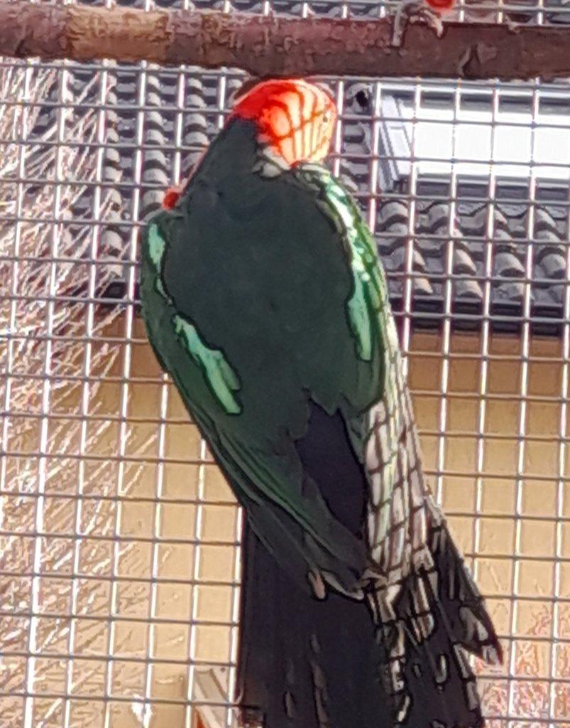 papoušek královský štěpitelný na žluté