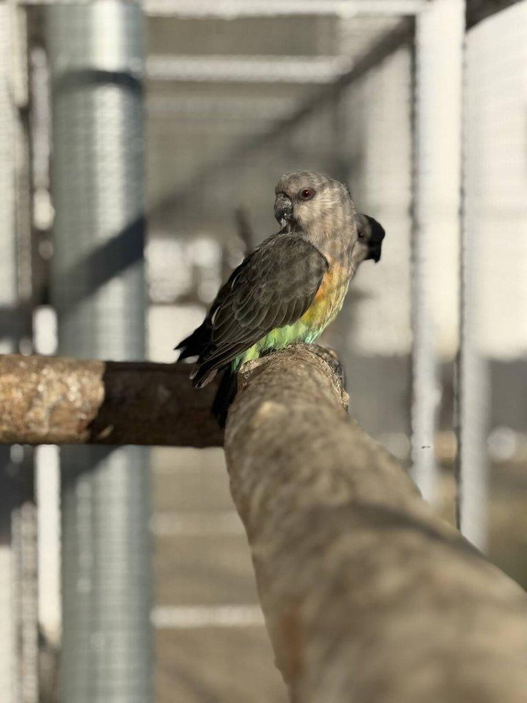 0.2 Papoušek červenobřichý (P. Rufiventris)