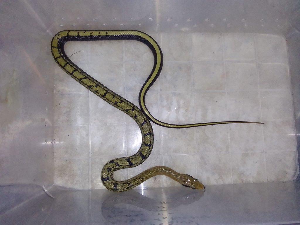 Pantherophis guttatus , Orthriophis taeniurus taeniurus nominátní