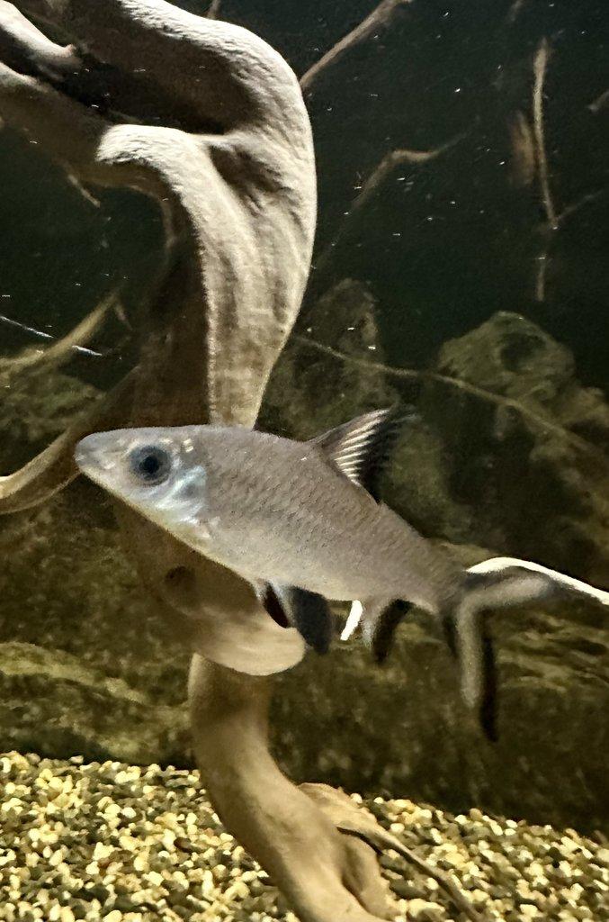 PARMIČKA ŽRALOČÍ