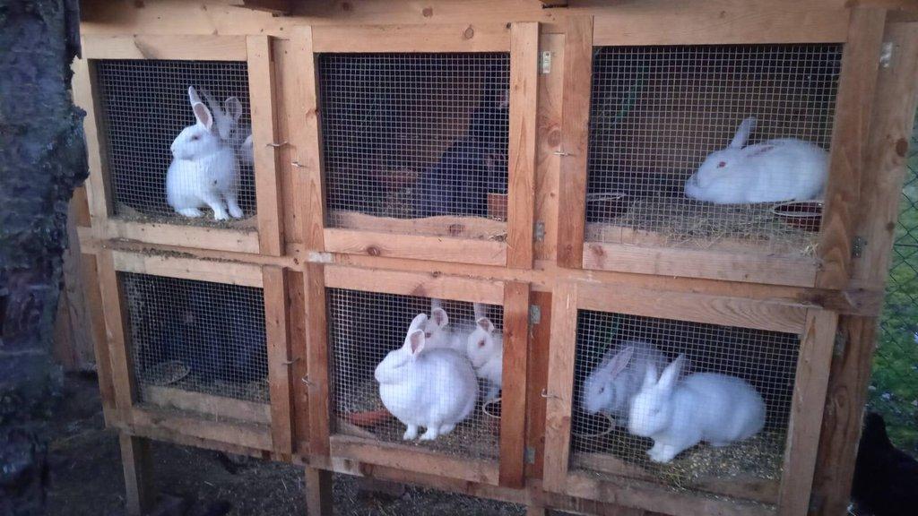 Prodám králíky Hyla samce i samice