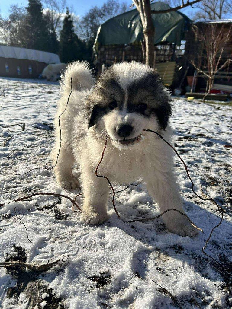 Pyrenejský horský pes