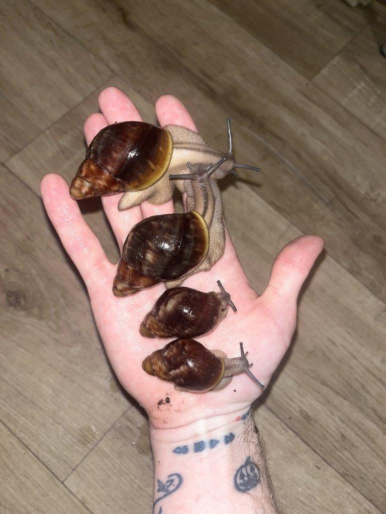 Africký šnek - mláďata