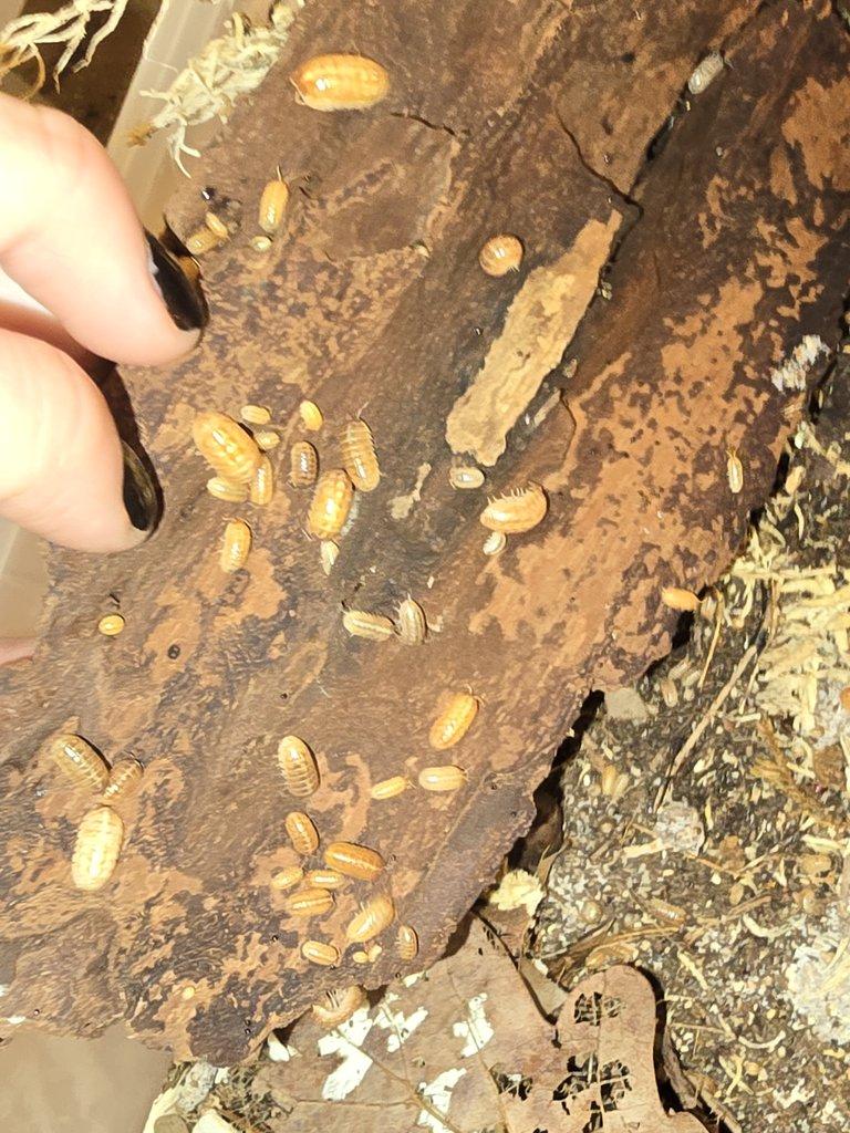 Redukce chovu isopod - celé boxy za zlomek ceny (spěchá)