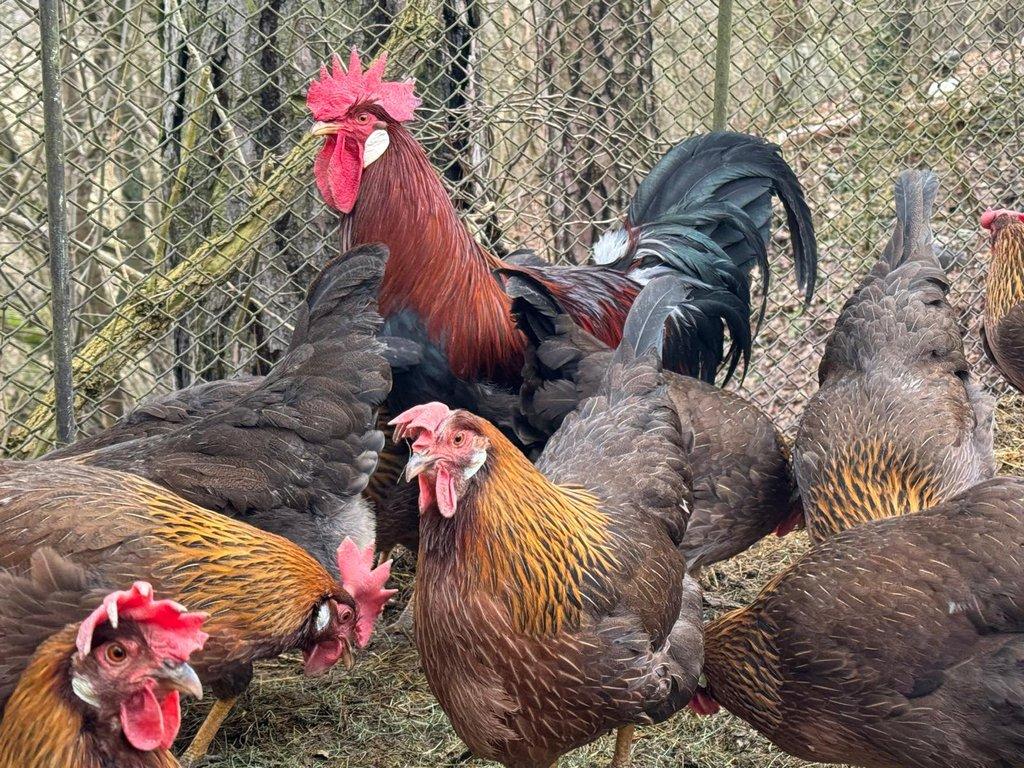 Vlaška koroptví - násadová vejce