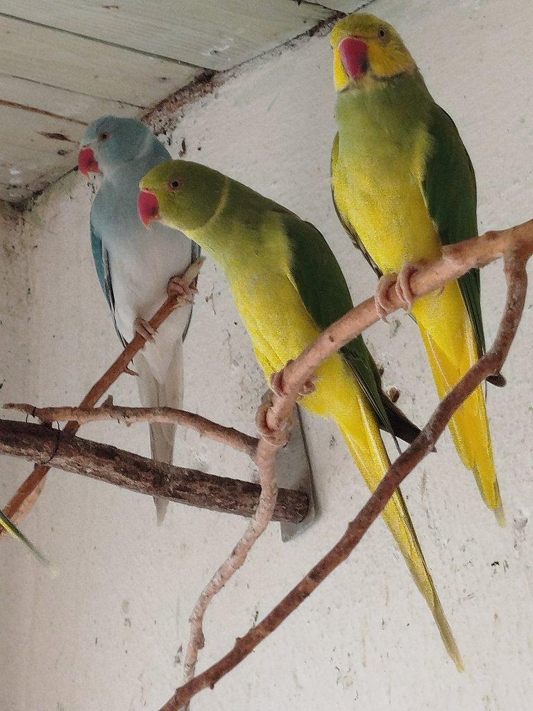 Rosela pestrá, Alexandr malý