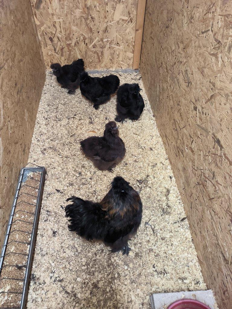 Hedvábničky velké vousaté EU černé a čoko