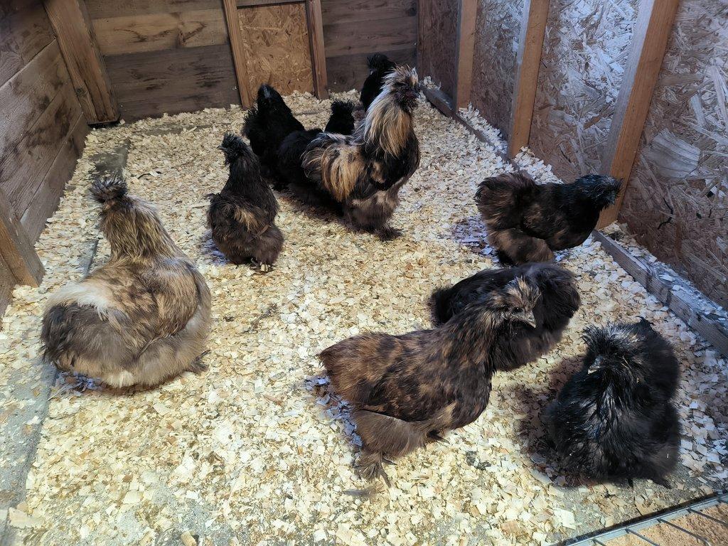 Hedvábničky velké vousaté EU černé a čoko