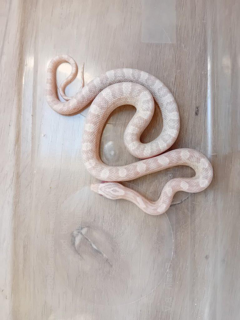 Užovka červená het. Scaleless