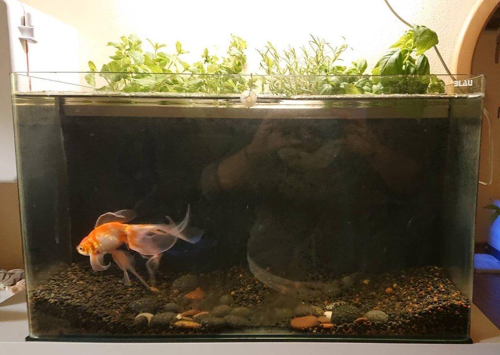 Akvárium 80 l - akvaponie - aquaponic tank