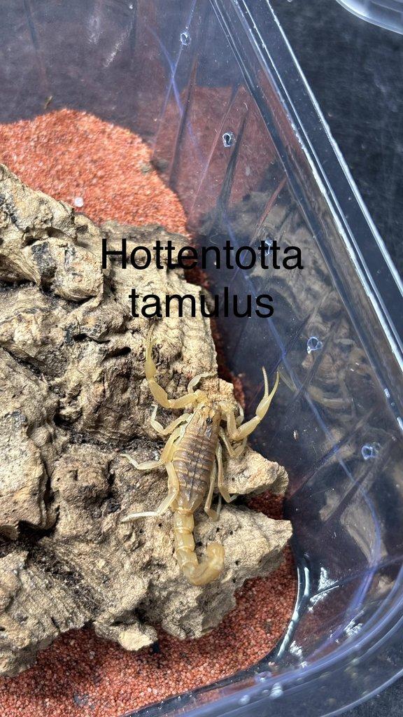 Štíři aktuální nabídka 21.4.