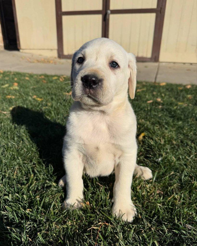 Labradorský retrívr na prodej