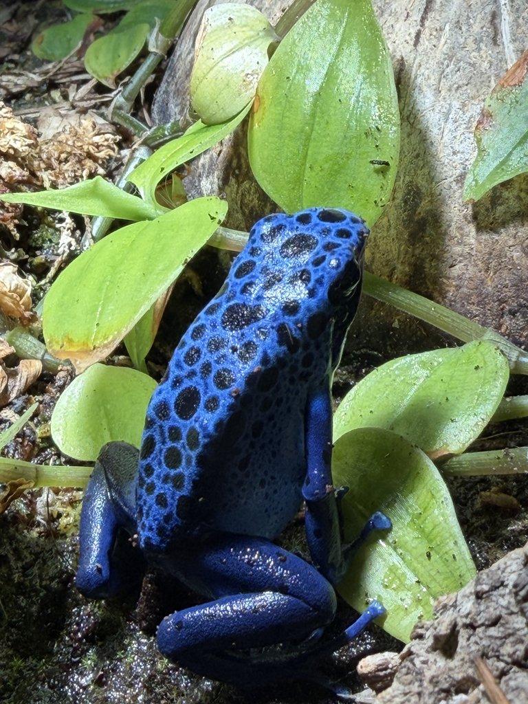 Mšice,Chvostoskoci,Isopodi,Octomilky